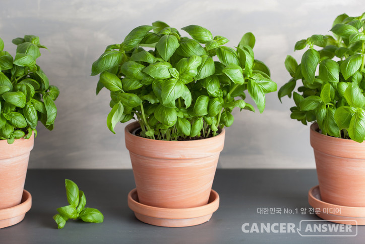 바질 덕분에 햇볕도 자주 쬐고 바깥 나들이도 종종하고, 이 모든 순간들이 나의 몸 건강뿐 아니라 마음 건강에도 분명 도움이 되었을 것이다. 무료한 일상 속 소소한 행복을 찾는 모든 분들께 바질 키우기를 추천해 본다./게티이미지뱅크